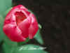 floating tulip.jpg (38138 bytes)