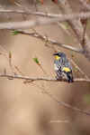 yellow rumped warbler.jpg (34608 bytes)